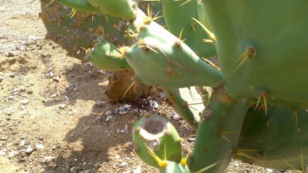 20131007-00001 農園現況-果實觀察